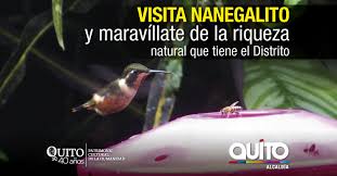Nanegalito Anida 15 Especies Exoticas De Colibries Quito Informa