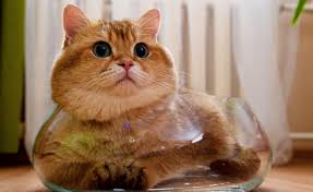 Not only did americans fall in love with this breed, but developed the breed into the beautiful cat she is today. Hosico Is A Fluffy Scottish Cat From Moscow With Many Fans Catster