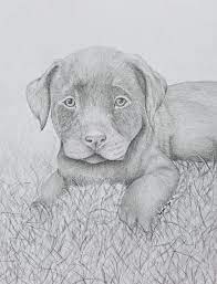 Also drawing laboratory chocolate lab available at png transparent variant. Chocolate Lab Puppy Tamara Mejia Drawings Illustration Animals Birds Fish Dogs Puppies Labrador Retriever Chocolate Lab Artpal