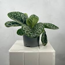 Image result for Streptocarpus leptopus