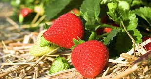 Pflege und düngung von erdbeeren. Erdbeeren Pflanzen Pflegen Und Ernten Mein Schoner Garten
