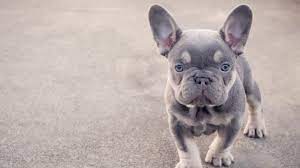 There are a few choices for making miniature french bulldog puppies. Mini French Bulldog 10 Cute Facts You Didn T Know All Things Dogs All Things Dogs