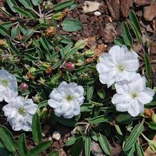 Image result for Falkia