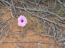 Image result for Ipomoea bolusiana