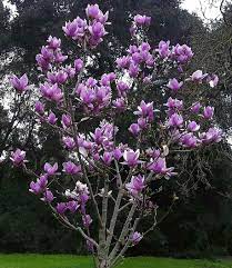 Mobile Web Lifestyle Gardening Saucer Magnolias Bloom In The Spring Magnolia Tree Landscaping Garden Plant Pots Magnolia Trees