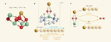 How Calcium Affects Oxygen Formation Nature