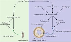 Check spelling or type a new query. The Prefrontal Cortex Particularly Pm As Illustrated In Figure 17 Download Scientific Diagram