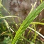 Image result for Sporobolus consimilis