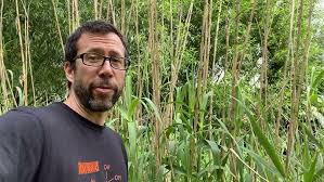 Image result for Arundo