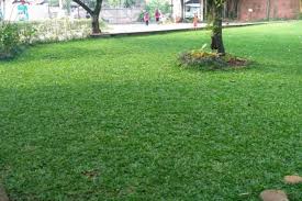 So anda tidaklah perlu takut rumput ini semakin meninggi. Cara Simpel Menanam Rumput Gajah Mini Sebagai Karpet Alami Di Halaman Rumah Klik Hijau
