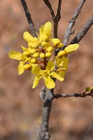 Image result for Acridocarpus chloropterus