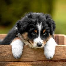 Meet with other local australian shepherd owners for dog walks, tips on training and agility, and breed rescue. Zuhause Gesucht Lohbachs Aussie Jewels De