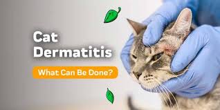 Image result for Feline Miliary Dermatitis
