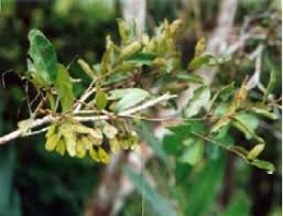 Image result for Hymenocardia