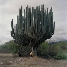 In its natural environment, the. America S Giant Cacti Mister Igor
