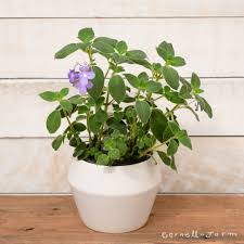 Image result for Streptocarpus eylesii