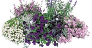 Bloom S Home Hobby Balkonkasten Bepflanzen Pflanzen Balkon Pflanzen