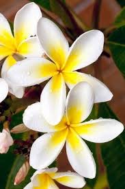 Tempelbaum Frangipani Mix Blumenbilder Blumenbaum Frangipani Bluten