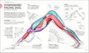 The major difference here is that when the scapula moves it changes the position of the shoulder joint and humerus we can use the elbow to release the tension and then create movement in the shoulder joint. Pin On Cabin