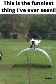 Animals Video In 2020 Funny Animal Videos Funny Animals Animal Antics