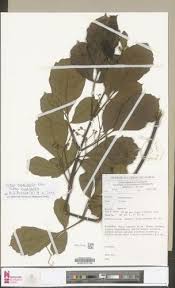 Image result for Vitex madiensis