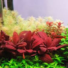 Image result for Samolus