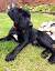 Solid Black Black German Shorthaired Pointer