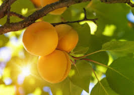 Maybe you would like to learn more about one of these? Apricot Tree With Fruits Intrepid Potash