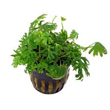 Image result for Eriocaulon bongense