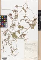 Image result for Rhynchosia albissima