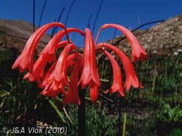Image result for Cyrtanthus breviflorus