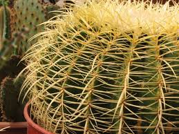 De hecho, creo que los cactus por sí solos, aunque. 8 Tips Para Cuidar Cactus Y Suculentas