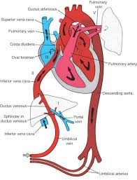 fetal blood circulation ductus arteriosus heart