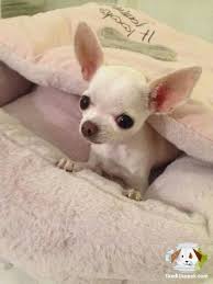 Chihuahua Yavrularimiz Chihuahua Yavrularimiz Kopek Kopekseverler Kopeksahiplendirme Kopekyavrusu Evcilhayvan Evci Chihuahua Evcil Hayvanlar Hayvanlar