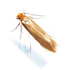 The main advantage of pest expert formula 'p' fumer is it can reach to each and every corner of the house, leaving no dust mites behind. Clothes Moth Killer Products