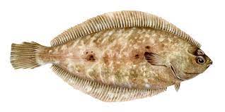 Check spelling or type a new query. Pacific Dover Sole What To Know When Where To Get It Monterey Bay Fisheries Trust