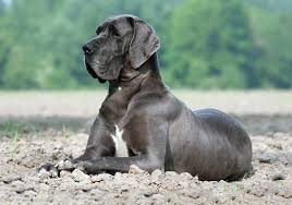 The great dane's 'gentle giant' nickname is well earned by its loving, quiet persona. Great Dane Breeds