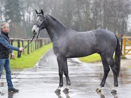 Die einzige möglichkeit, diese unseelige junghengststecherei ein für allemal zu unterbinden. Winterkorung Marbach Funf Neue Hengste Furs Landle