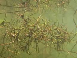 Image result for Najadaceae