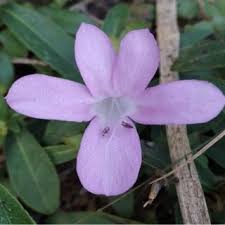 Image result for Vincetoxicum stenolobum