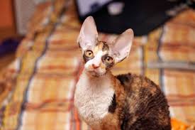 Graceful Alice Magic Rivendell Chocolate Tortie Bicolour Cornish Rex Cat Colors Cute Cats Cornish Rex