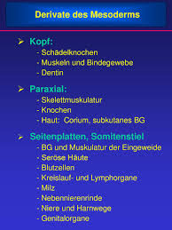 Maybe you would like to learn more about one of these? Derivate Des Ektoderms Ppt Herunterladen