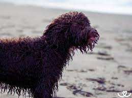 Image result for irský vodní španěl