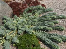 Make this easy diy to add a natural accent to. Succulents In A Rock Garden Planting A Rock Garden With Succulents