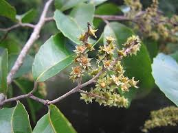 Image result for Homalium abdessammadii