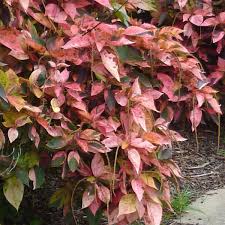 Image result for Acalypha polymorpha