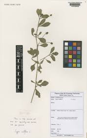 Image result for Nesogenaceae