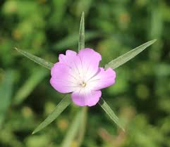 Image result for Agrostemma githago