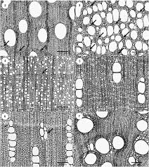 Image result for Dictyophleba ochracea