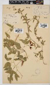 Image result for Nolletia zambesica